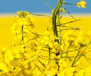 Screenshot 2025-07-29 at 8.45.04 pm